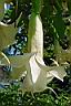 brugmansia x candida f-plena tutu 2.jpg